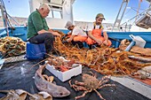 Anime Sante, family fishing business and restaurant, Port of Tricase, Tricase, Lecce, Salento, Apulia, Italy, Europe