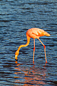 Greater flamingo (Phoenicopterus ruber) foraging for small pink shrimp in saltwater lagoon in the Galapagos Islands, UNESCO World Heritage Site, Ecuador, South America