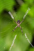 Macro photograph of a spider (Order Araneae) in the Galapagos Island Archipelago, UNESCO World Heritage Site, Ecuador, South America