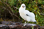 Nazca booby (Sula grantii) downy chick in the Galapagos Island Archipelago, UNESCO World Heritage Site, Ecuador, South America