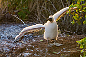 Nazca booby (Sula grantii) downy chick stretching its wings to gather strength for flight in the Galapagos Islands, UNESCO World Heritage Site, Ecuador, South America