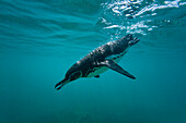 Galapagos-Pinguin (Spheniscus mendiculus) bei der Unterwasser-Fütterung mit kleinen Köderfischen auf den Galapagos-Inseln,UNESCO-Welterbe,Ecuador,Südamerika