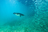 Galapagos-Pinguin (Spheniscus mendiculus) bei der Unterwasser-Fütterung mit kleinen Köderfischen auf den Galapagos-Inseln,UNESCO-Welterbe,Ecuador,Südamerika