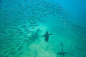 Galapagos penguin (Spheniscus mendiculus) feeding underwater on small baitfish in the Galapagos Islands, UNESCO World Heritage Site, Ecuador, South America