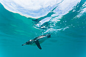 Galapagos-Pinguin (Spheniscus mendiculus) bei der Unterwasser-Fütterung mit kleinen Köderfischen auf den Galapagos-Inseln,UNESCO-Welterbe,Ecuador,Südamerika