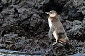 Galapagos-Pinguin (Spheniscus mendiculus) auf Lava im Galapagos-Inselarchipel,UNESCO-Welterbe,Ecuador,Südamerika