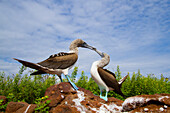 Blaufußtölpel (Sula nebouxii) beim Balzverhalten im Galapagos-Inselarchipel,UNESCO-Welterbe,Ecuador,Südamerika