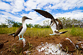 Blaufußtölpel (Sula nebouxii) beim Balzverhalten im Galapagos-Inselarchipel,UNESCO-Welterbe,Ecuador,Südamerika