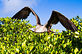 Erwachsener Rotfußtölpel (Sula sula) bei der Rückkehr zum Nest auf den Galapagos-Inseln,UNESCO-Welterbe,Ecuador,Südamerika