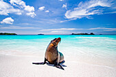 Galapagos-Seelöwen-Welpe (Zalophus wollebaeki) am Gardner-Strand,Insel Espanola auf den Galapagos-Inseln,UNESCO-Welterbe,Ecuador,Südamerika