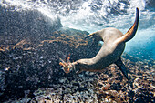 Galapagos sea lion pup (Zalophus wollebaeki) underwater playing with a lobster molt in the Galapagos Islands, UNESCO World Heritage Site, Ecuador, South America