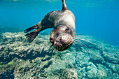 Young Galapagos sea lion (Zalophus wollebaeki) at play underwater in the Galapagos Island Archipelago, UNESCO World Heritage Site, Ecuador, South America