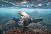 Young Galapagos sea lion (Zalophus wollebaeki) underwater in the Galapagos Island Archipelago, UNESCO World Heritage Site, Ecuador, South America