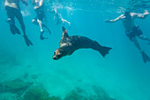 Snorkelers with Galapagos sea lion (Zalophus wollebaeki) underwater in the Galapagos Island Archipelago, UNESCO World Heritage Site, Ecuador, South America