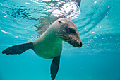 Young Galapagos sea lion (Zalophus wollebaeki) at play underwater in the Galapagos Island Archipelago, UNESCO World Heritage Site, Ecuador, South America