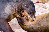 Junge Galapagos-Seelöwenbullen (Zalophus wollebaeki) im Schaukampf auf den Galapagos-Inseln,UNESCO-Weltnaturerbe,Ecuador,Südamerika