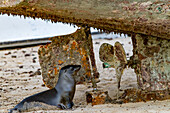 Galapagos-Seelöwenbaby (Zalophus wollebaeki) inspiziert ein Fischerboot am Strand auf der Insel San Cristobal,Galapagos,UNESCO-Welterbe,Ecuador,Südamerika