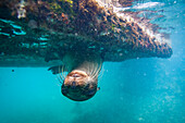 Young Galapagos sea lion (Zalophus wollebaeki) underwater in the Galapagos Island Archipelago, UNESCO World Heritage Site, Ecuador, South America