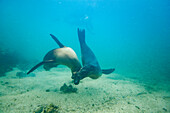 Young Galapagos sea lions (Zalophus wollebaeki) at play underwater in the Galapagos Island Archipelago, UNESCO World Heritage Site, Ecuador, South America