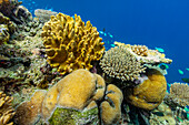 A myriad of hard and soft corals, as well as tropical reef fish on the healthy reef near Volivoli Resort on Viti Levu, Fiji, South Pacific, Pacific