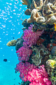 A myriad of hard and soft corals, as well as tropical reef fish on the healthy reef near Volivoli Resort on Viti Levu, Fiji, South Pacific, Pacific