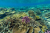 A myriad of hard and soft corals at Vatu-I-Ra Conservation Park on Viti Levu, Fiji, South Pacific, Pacific