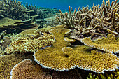 A myriad of hard and soft corals at Vatu-I-Ra Conservation Park on Viti Levu, Fiji, South Pacific, Pacific