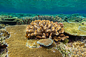 A myriad of hard and soft corals at Vatu-I-Ra Conservation Park on Viti Levu, Fiji, South Pacific, Pacific