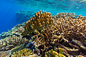 A myriad of hard and soft corals, as well as tropical reef fish at Vatu-I-Ra Conservation Park on Viti Levu, Fiji, South Pacific, Pacific