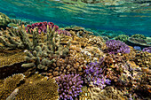 A myriad of hard and soft corals at Vatu-I-Ra Conservation Park on Viti Levu, Fiji, South Pacific, Pacific