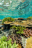 A myriad of hard and soft corals at Vatu-I-Ra Conservation Park on Viti Levu, Fiji, South Pacific, Pacific