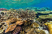 A myriad of hard and soft corals at Vatu-I-Ra Conservation Park on Viti Levu, Fiji, South Pacific, Pacific