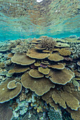 A myriad of hard and soft corals at Vatu-I-Ra Conservation Park on Viti Levu, Fiji, South Pacific, Pacific