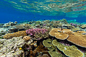 A myriad of hard and soft corals, as well as tropical reef fish at Vatu-I-Ra Conservation Park on Viti Levu, Fiji, South Pacific, Pacific