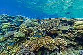 A myriad of hard and soft corals, as well as tropical reef fish at Vatu-I-Ra Conservation Park on Viti Levu, Fiji, South Pacific, Pacific