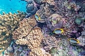 A myriad of hard and soft corals, as well as tropical reef fish at Vatu-I-Ra Conservation Park on Viti Levu, Fiji, South Pacific, Pacific