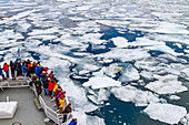 A curious young polar bear (Ursus maritimus) approaches the National Geographic Explorer in the Svalbard Archipelago, Norway, Arctic, Europe