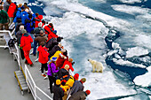 A curious young polar bear (Ursus maritimus) approaches the National Geographic Explorer in the Svalbard Archipelago, Norway, Arctic, Europe