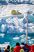 A curious young polar bear (Ursus maritimus) approaches the National Geographic Explorer in the Svalbard Archipelago, Norway, Arctic, Europe