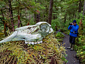 Guest from the Lindblad Expeditions ship National Geographic Sea Bird on path beside a skull in Southeast Alaska, United States of America, North America