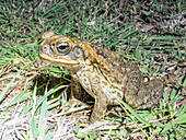 Ausgewachsene Rohrkröte (Rhinella marina),nachts auf dem Gelände des Volivoli Resorts auf Viti Levu,Fidschi,Südpazifik,Pazifik