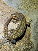 Ausgewachsener Trauergecko (Lepidodactylus lugubris),nachts auf dem Gelände des Volivoli Resort auf Viti Levu,Fidschi,Südpazifik,Pazifik