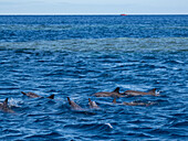 Spinnerdelfin (Stenella longirostris),schwimmt in der Nähe des Volivoli Resorts auf Viti Levu,Fidschi,Südpazifik,Pazifik