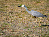 White-faced heron (Egretta novaehollandiae), looking for insects at the Volivoli Resort grounds on Viti Levu, Fiji, South Pacific, Pacific