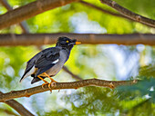 Jungle myna (Acridotheres fuscus), looking for insects at the Volivoli Resort grounds on Viti Levu, Fiji, South Pacific, Pacific