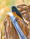 Vanikoro flycatcher (Myiagra vanikorensis), looking for insects at the Volivoli Resort grounds on Viti Levu, Fiji, South Pacific, Pacific