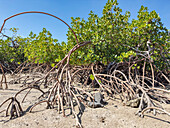 Red mangrove plants (Rhizophora mangle), at low tide near the Volivoli Resort grounds on Viti Levu, Fiji, South Pacific, Pacific