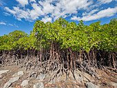 Rote Mangrovenpflanzen (Rhizophora mangle),bei Ebbe in der Nähe des Volivoli Resortgeländes auf Viti Levu,Fidschi,Südpazifik,Pazifik