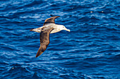 Adult wandering albatross (Diomedea exulans) in flight near the Tristan da Cunha Group, South Atlantic Ocean