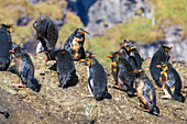 Nördliche Felsenpinguine (Eudyptes moseleyi),bedeckt mit ausgelaufenem Öl aus dem Wrack der MS Oliva,Nightingale-Insel,Tristan da Cunha-Gruppe,Südatlantik